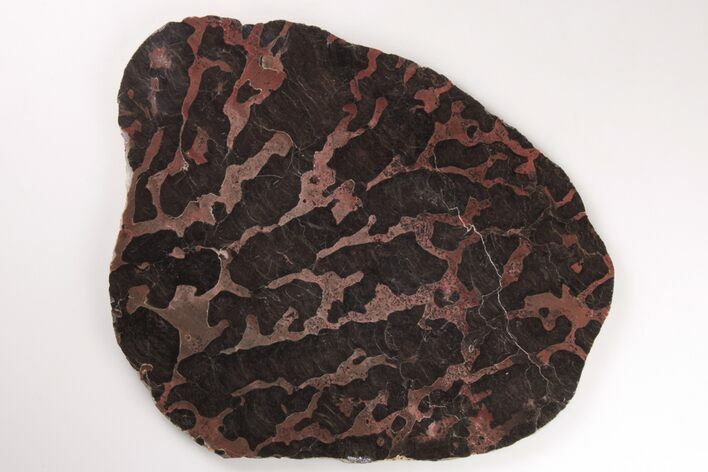 Polished Linella Avis Stromatolite Slab - Million Years #208165